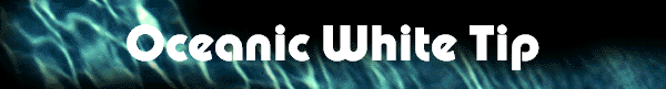Oceanic White Tip