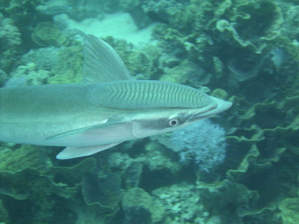 Andy_el_gouna_2005 087