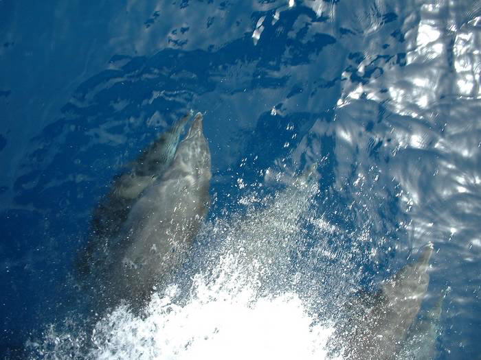 Dolphins on the port bow